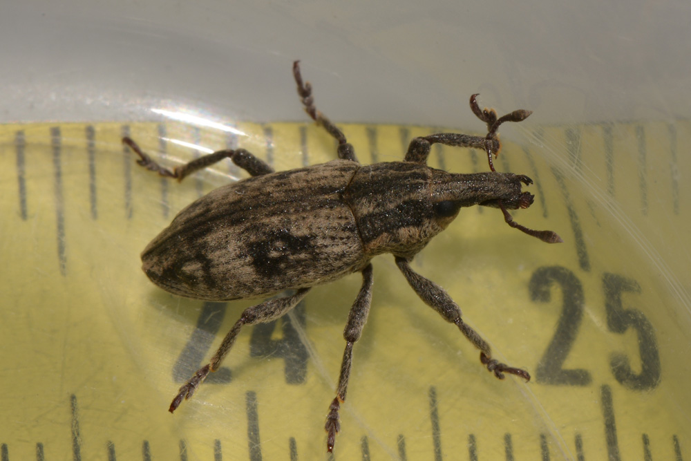 Curculionidae: Mecaspis alternans